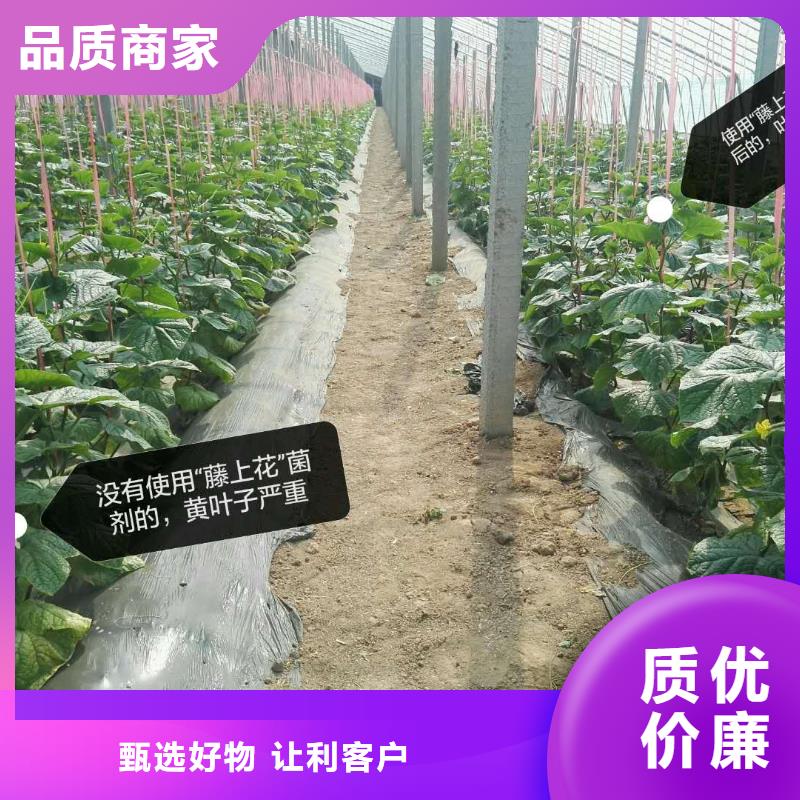 使用效果物美價(jià)廉廠家