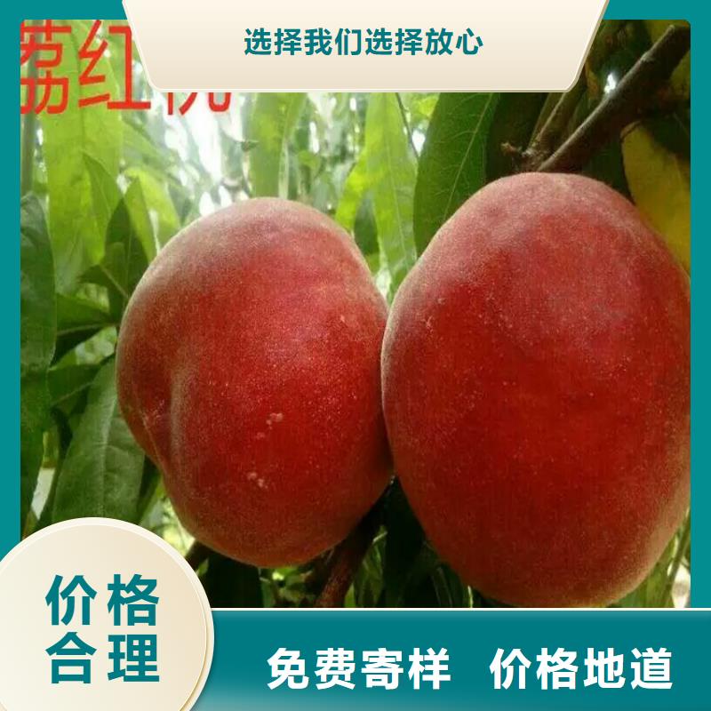 桃苗供應商報價