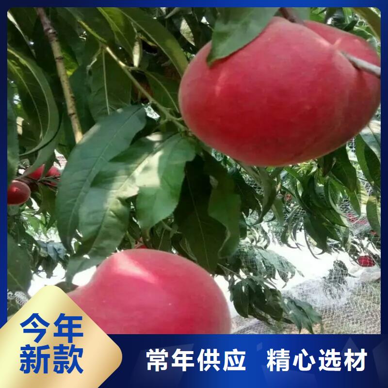 桃苗_價格優