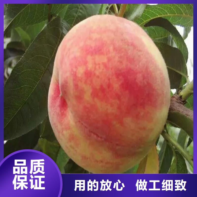 桃苗生產(chǎn)廠家