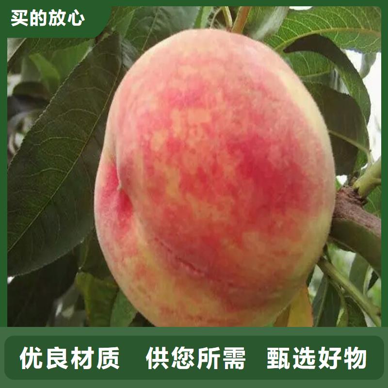 2025質量可靠##桃苗##廠家批發