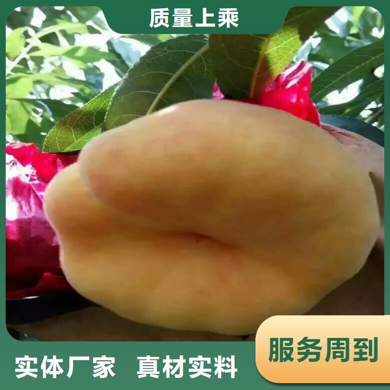 桃苗、桃苗生產廠家—薄利多銷