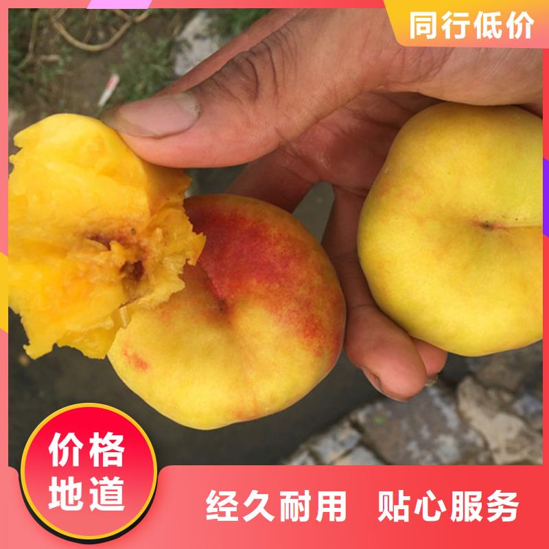 桃苗_價格優
