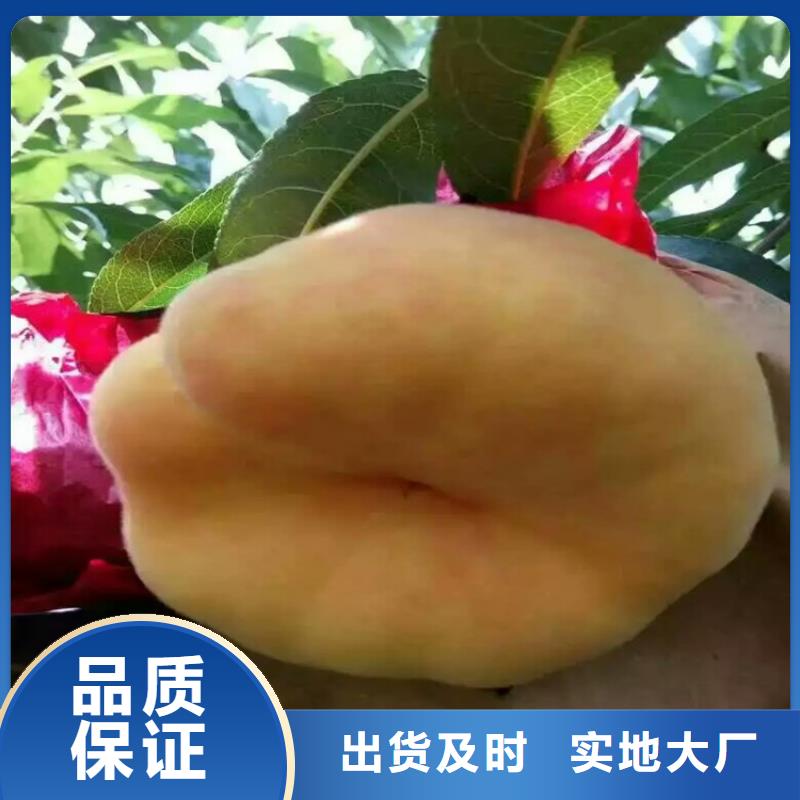 桃苗購買