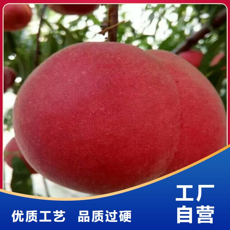桃苗優良品質