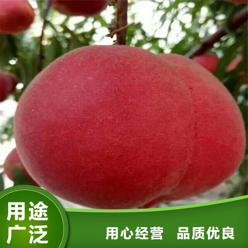 桃苗本地正規大廠