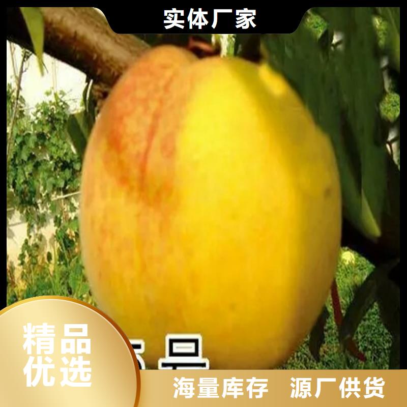 桃苗、桃苗廠家直銷-找科惠苗木有限公司