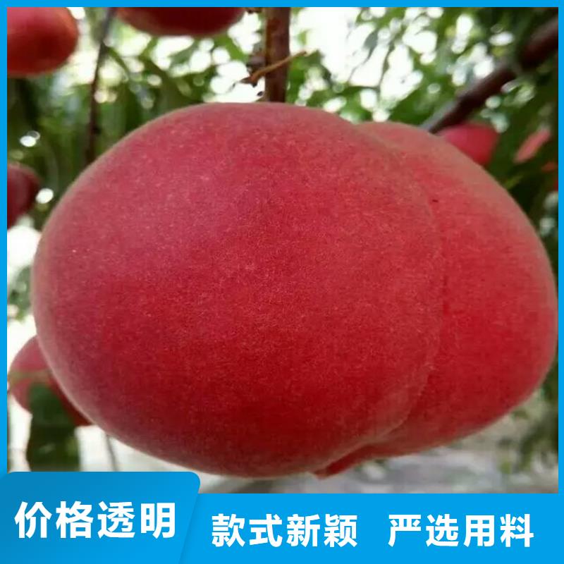 桃苗、桃苗技術參數