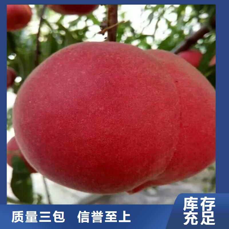 歡迎訪問##桃苗價格##