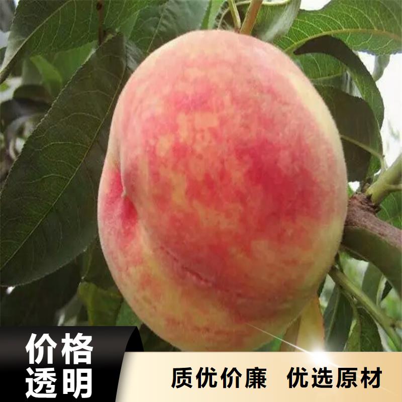 桃苗生產(chǎn)銷售