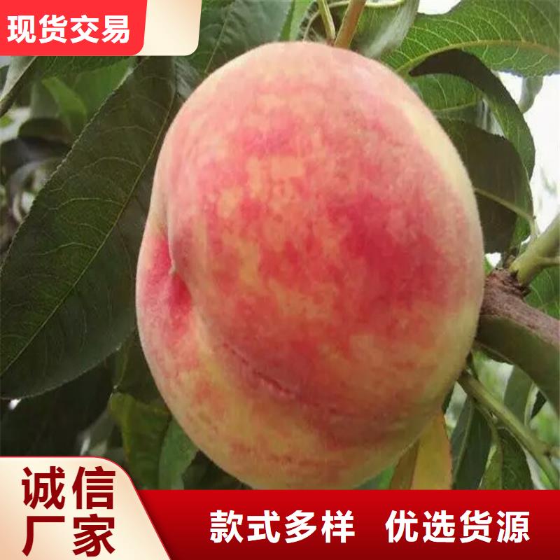 桃苗現(xiàn)貨即發(fā)