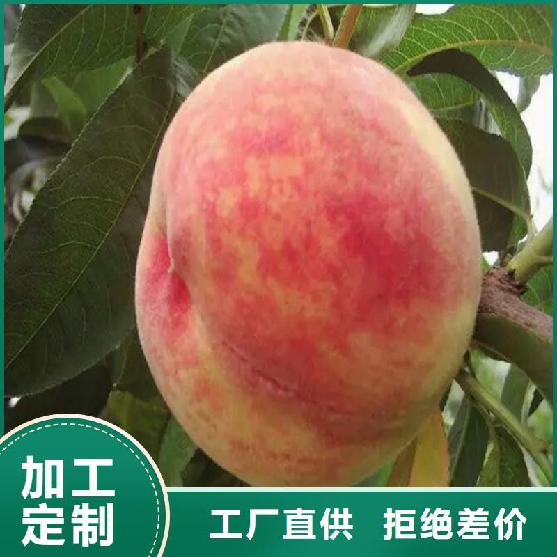 桃苗-買貴可退