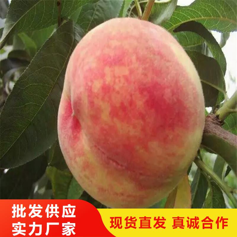 質量可靠的桃苗生產廠家