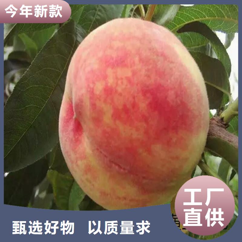 桃苗品質(zhì)卓越