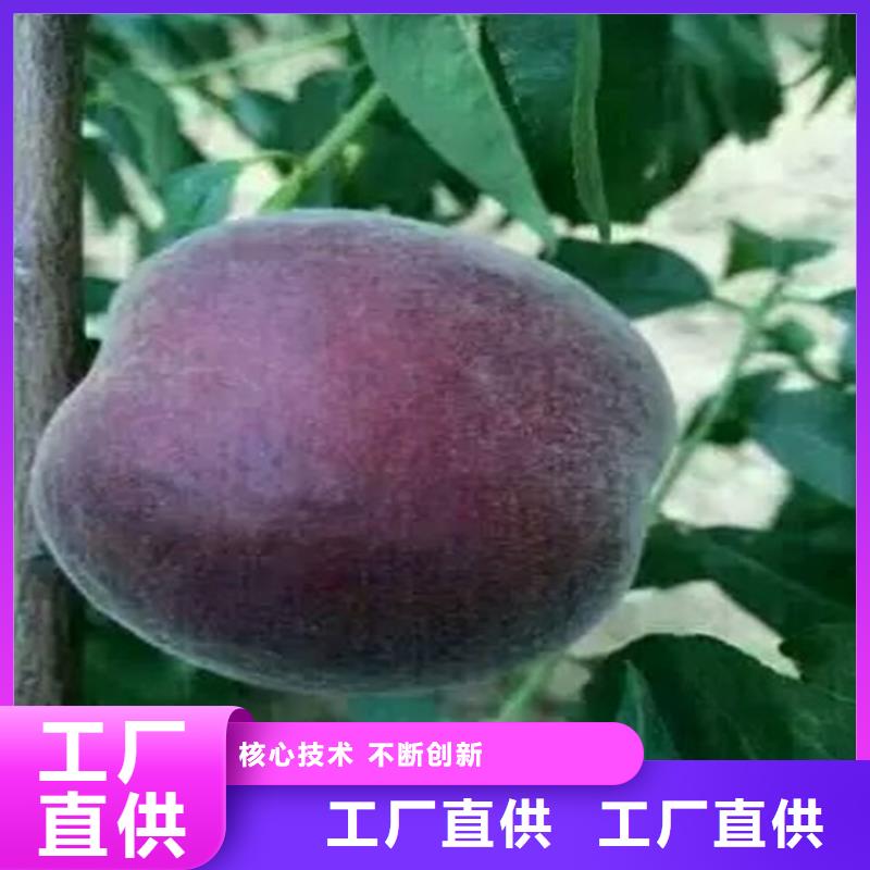 桃苗定做-桃苗廠