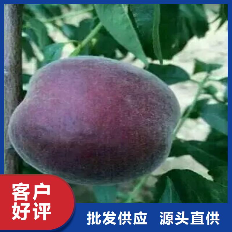 桃苗生產(chǎn)銷售