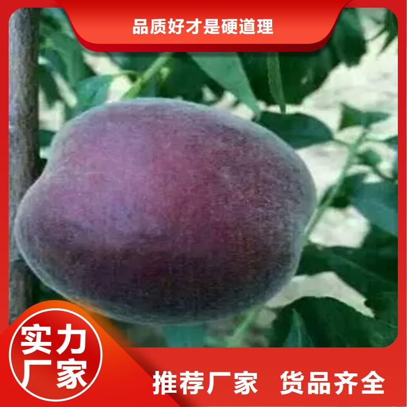 桃苗品質(zhì)卓越