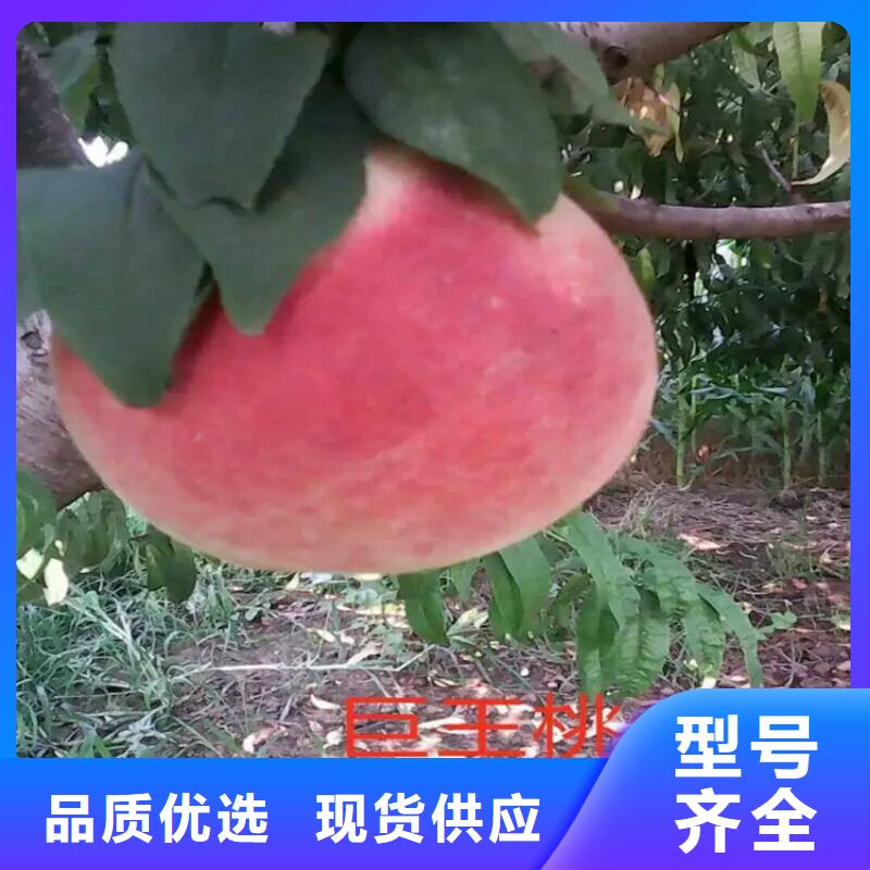 桃苗供應商報價