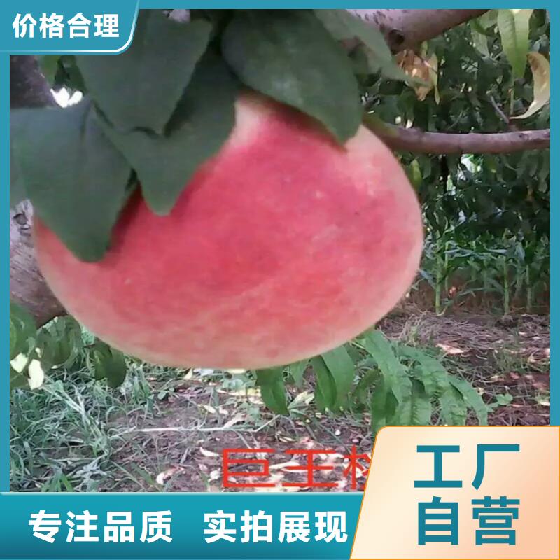 桃苗現(xiàn)貨即發(fā)