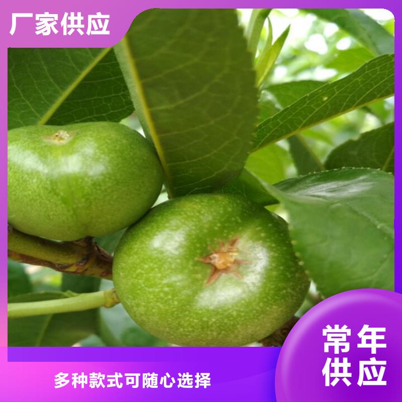 桃苗購買