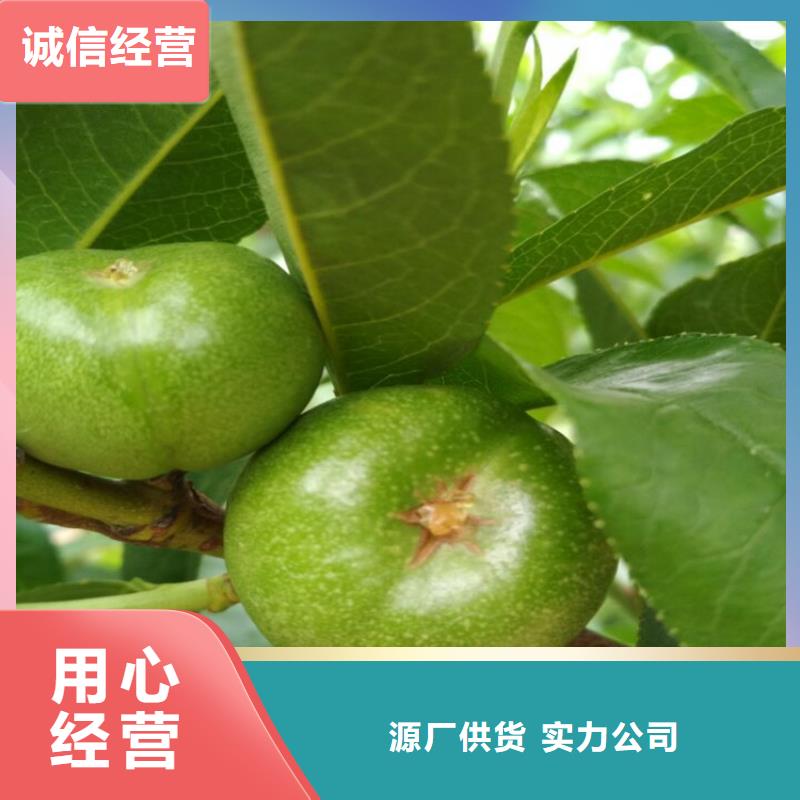 銷售桃苗-科惠苗木有限公司
