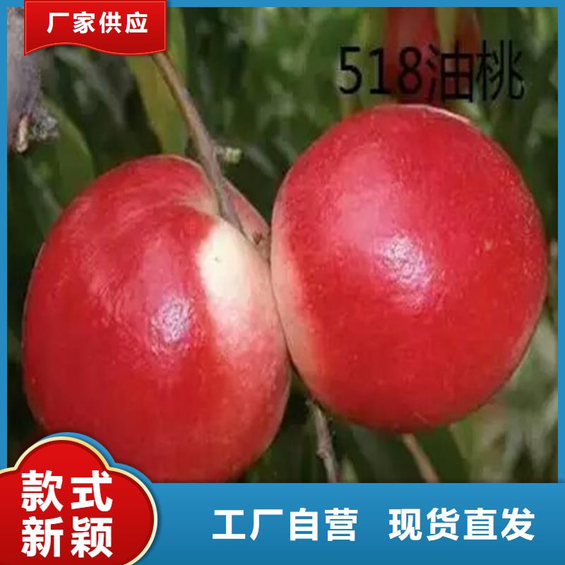 桃苗批發采購