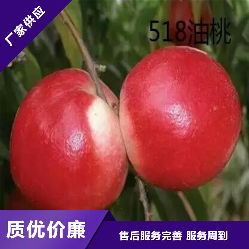 質量可靠的桃苗生產廠家