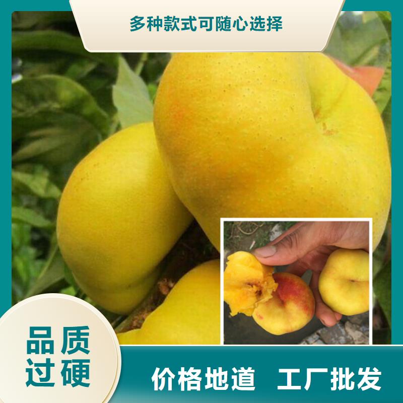 桃苗、桃苗生產廠家—薄利多銷