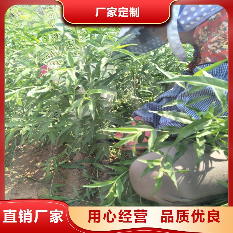 桃苗-買貴可退