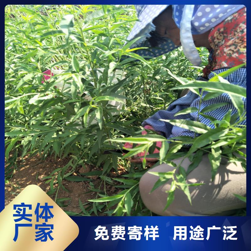質量可靠的桃苗生產廠家