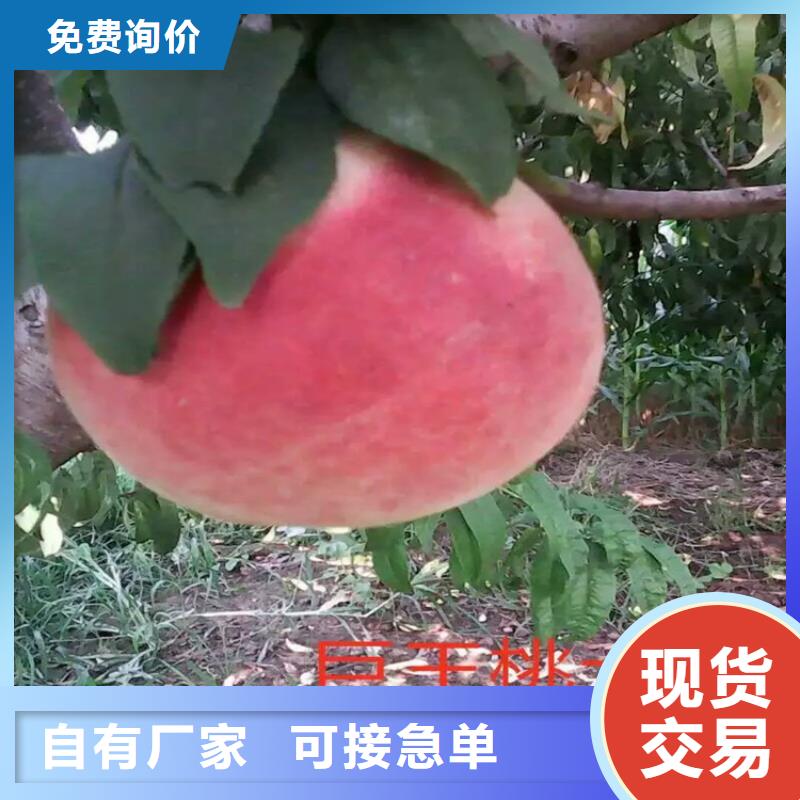 桃苗廠家直發(fā)-價格透明