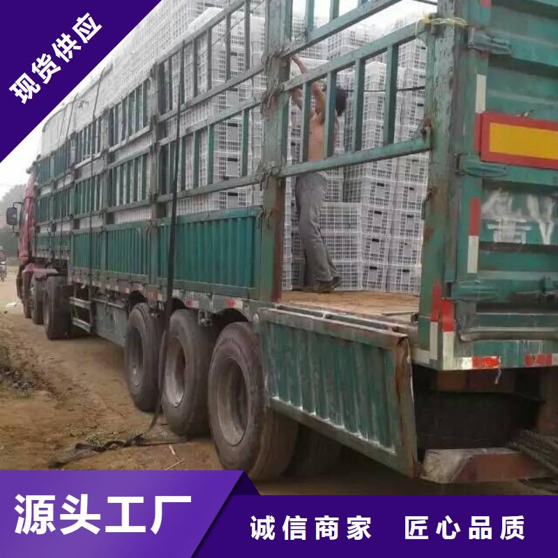 規(guī)格齊全的花卉供貨商