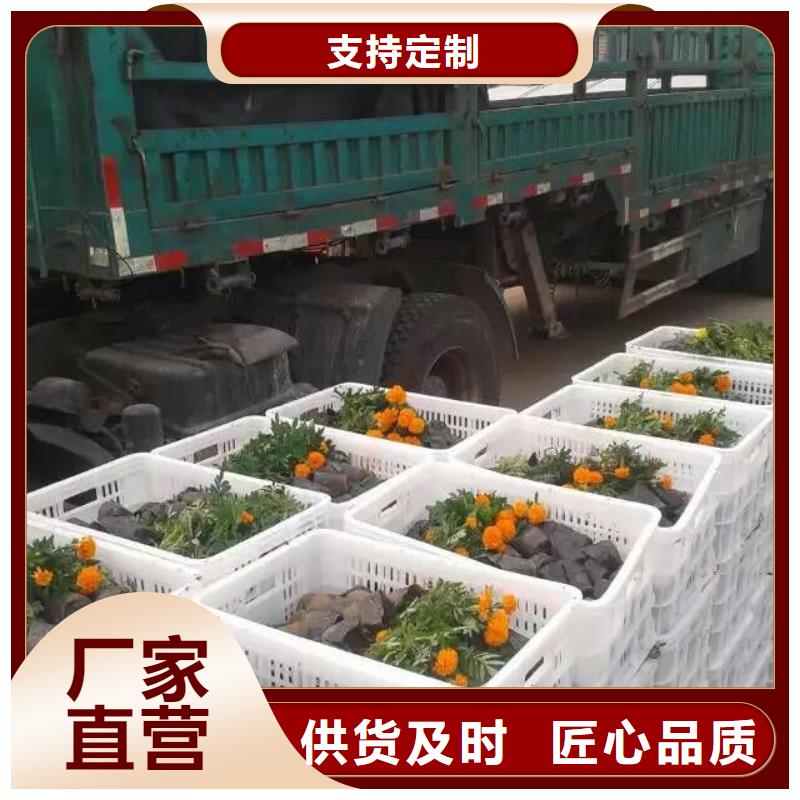 高品質花卉_花卉廠商