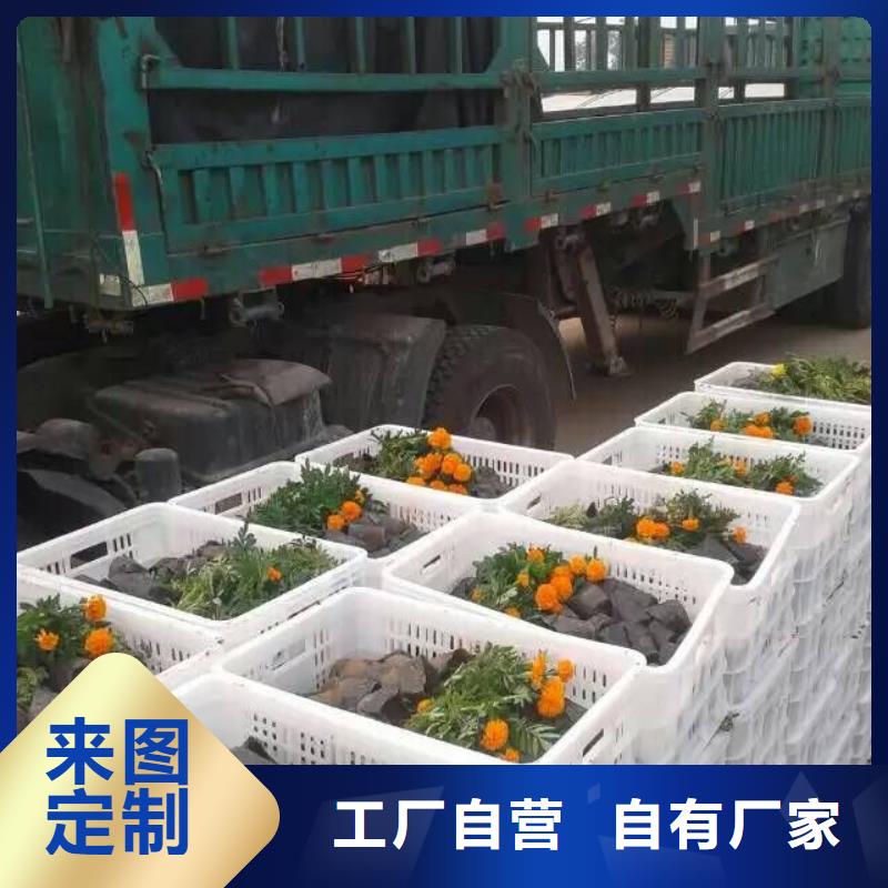 花卉-花卉來電咨詢
