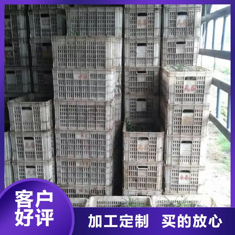 花卉企業(yè)-好品質(zhì)