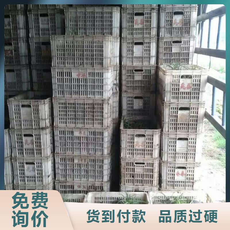 花卉市場行情