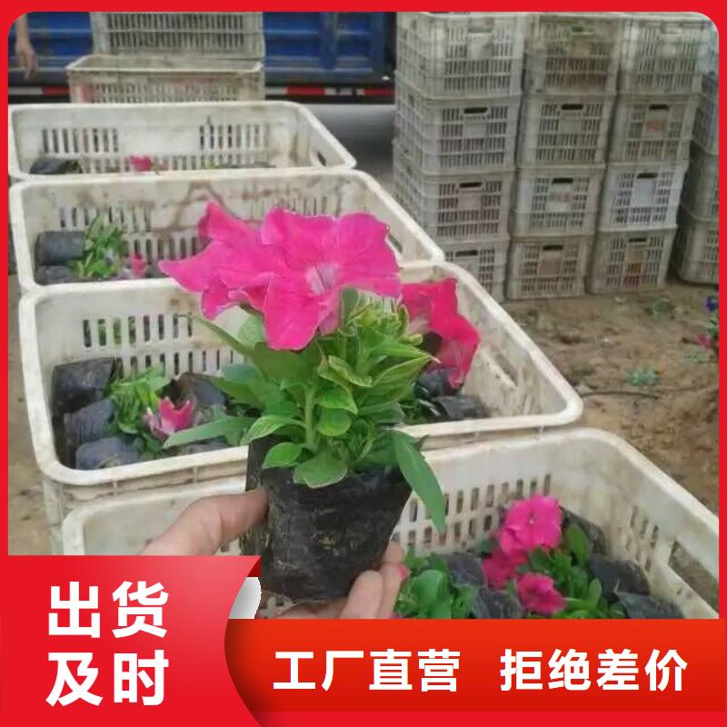 花卉廠家現貨