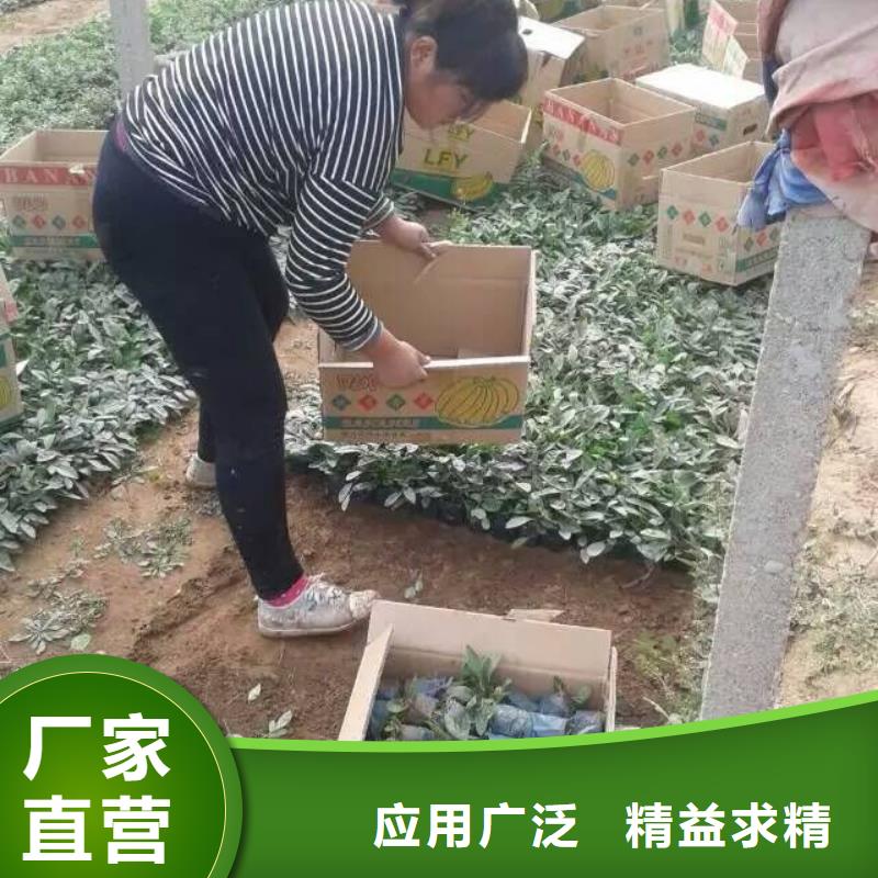 花卉質量為主