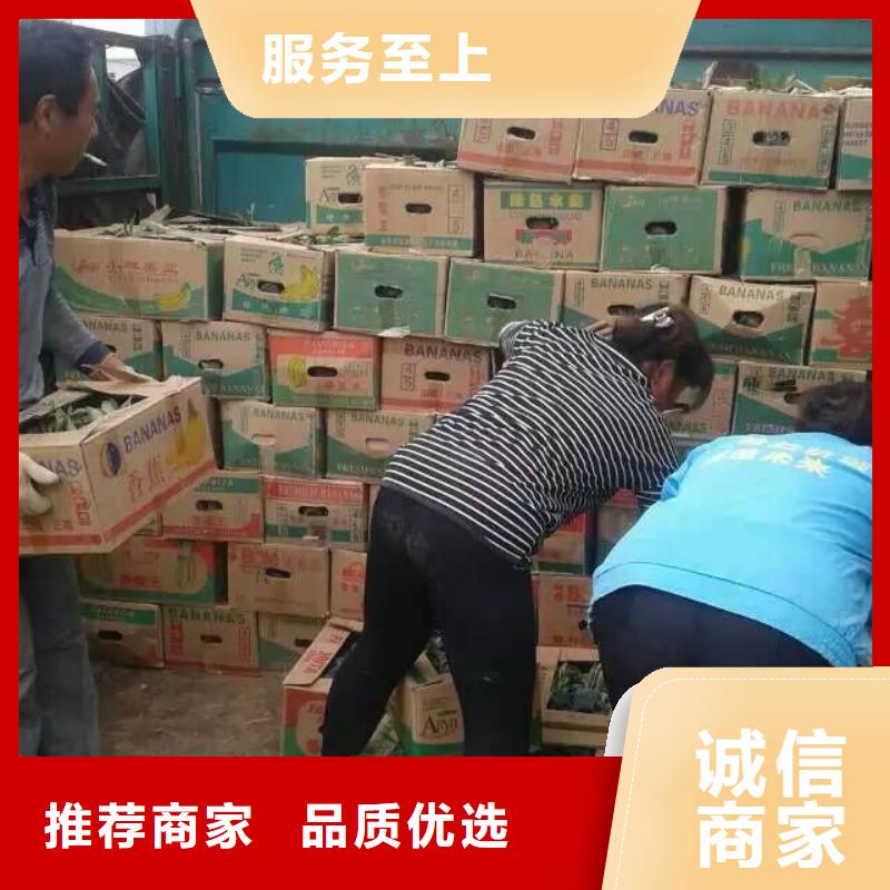 規格齊全的花卉供貨商專業的生產廠家