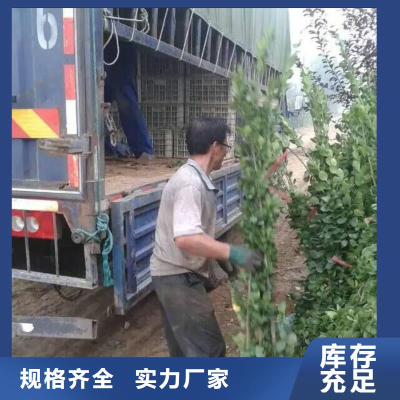 買花卉必看-專業品質