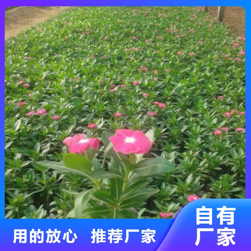 供應花卉花卉批發專業生產品質保證