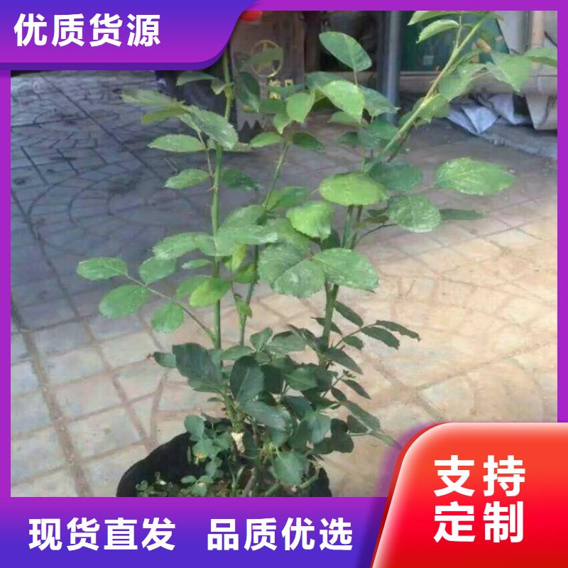 花卉價格實在