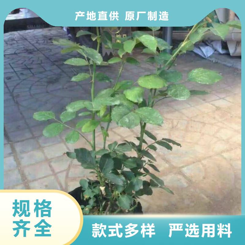 定制花卉廠家