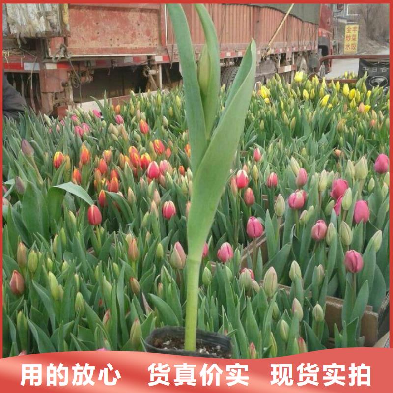 花卉高檔品質種類多質量好
