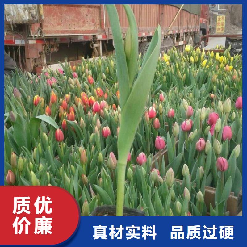 花卉性價比高