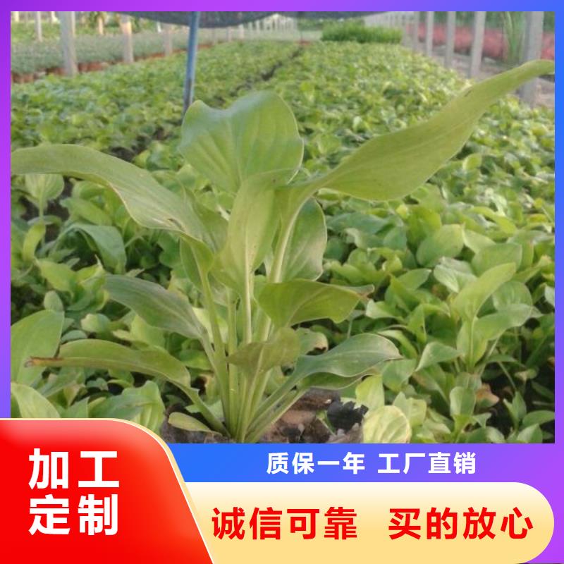 花卉-花卉品質保證