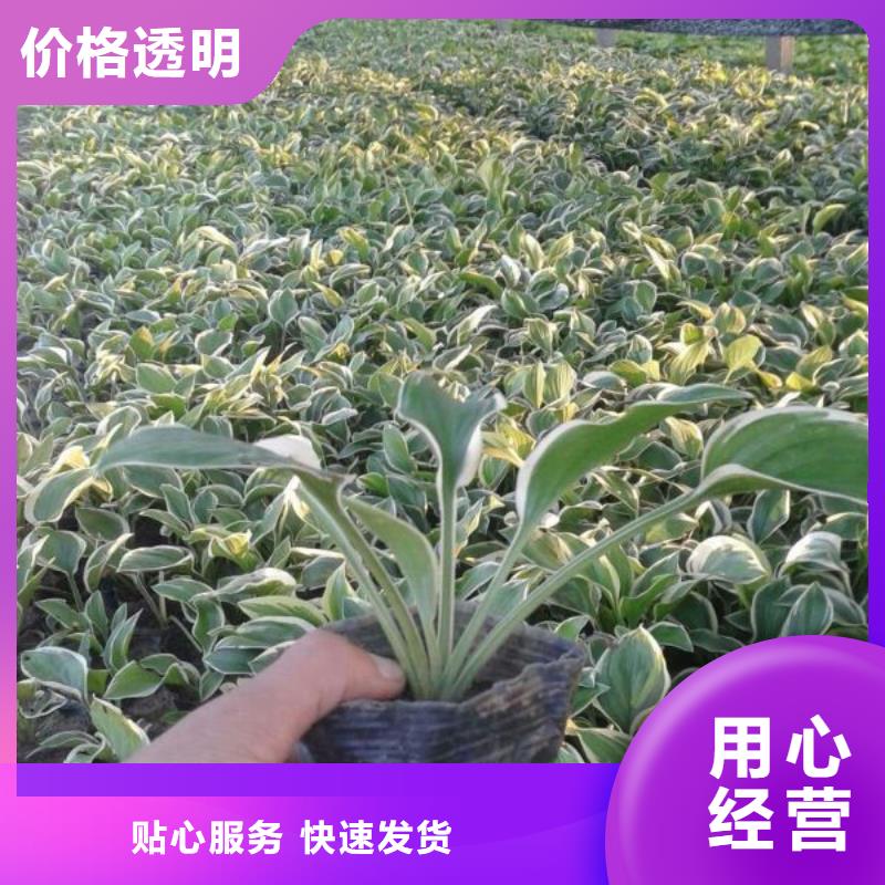 服務周到的花卉經銷商一手貨源