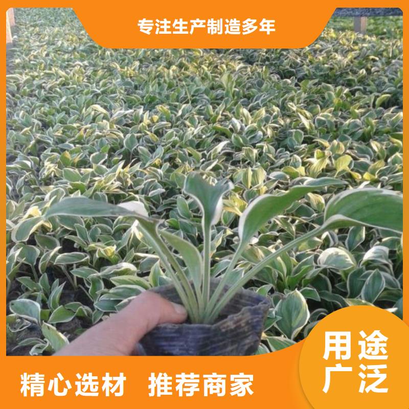 買花卉必看-專業品質