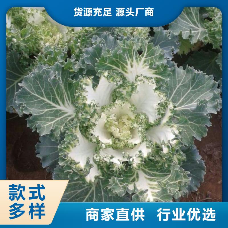 賣花卉的公司[本地]制造商