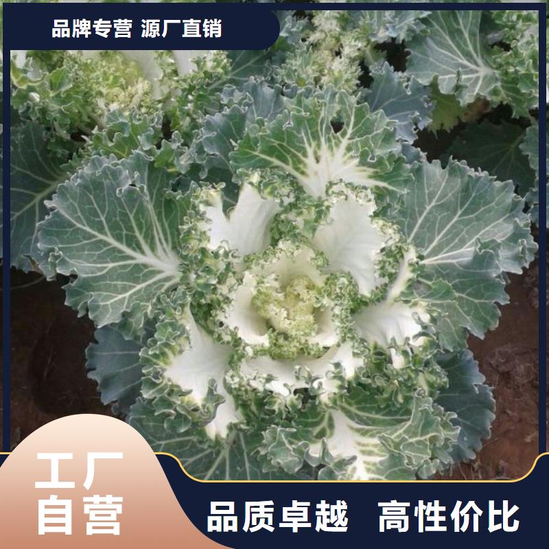 發貨及時的花卉基地一站式廠家